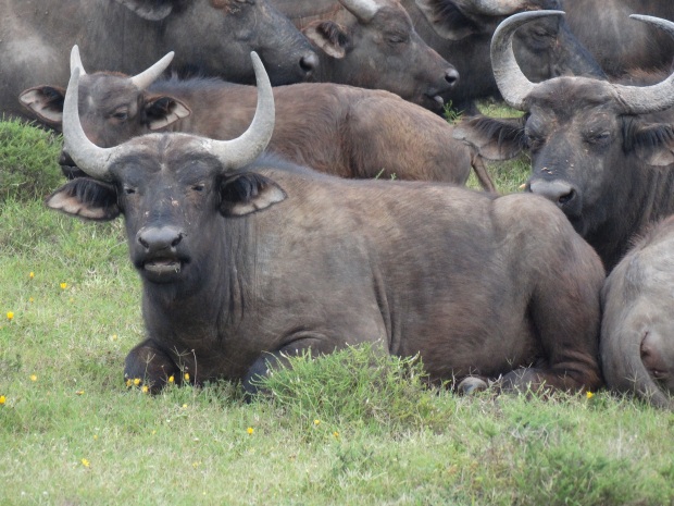 Addo  buffeles (2)