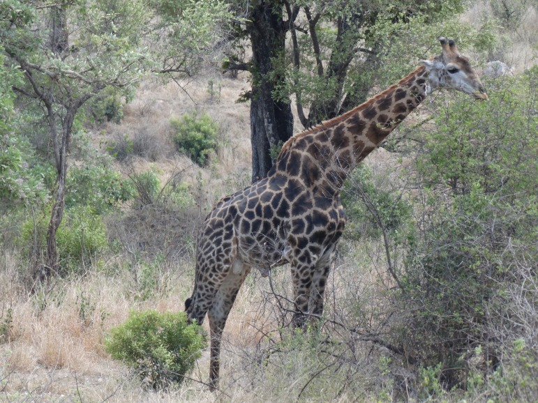 giraf (2)